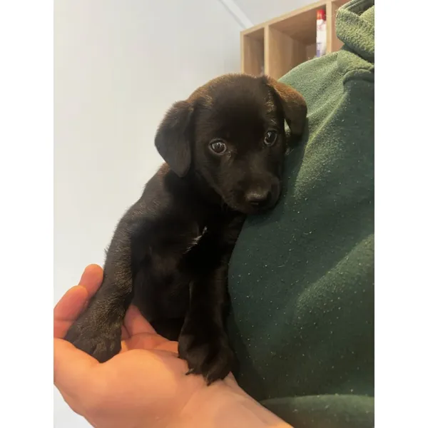 Znaleziono psa, Białystok, 5 kwietnia 2026