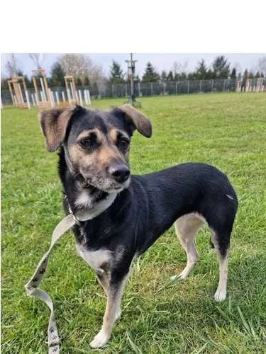 Pies do adopcji, Wrocław, 3 kwietnia 2026 (1/2)