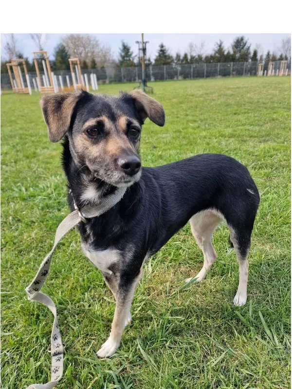 Pies do adopcji, Wrocław, 3 kwietnia 2026 (2/2)