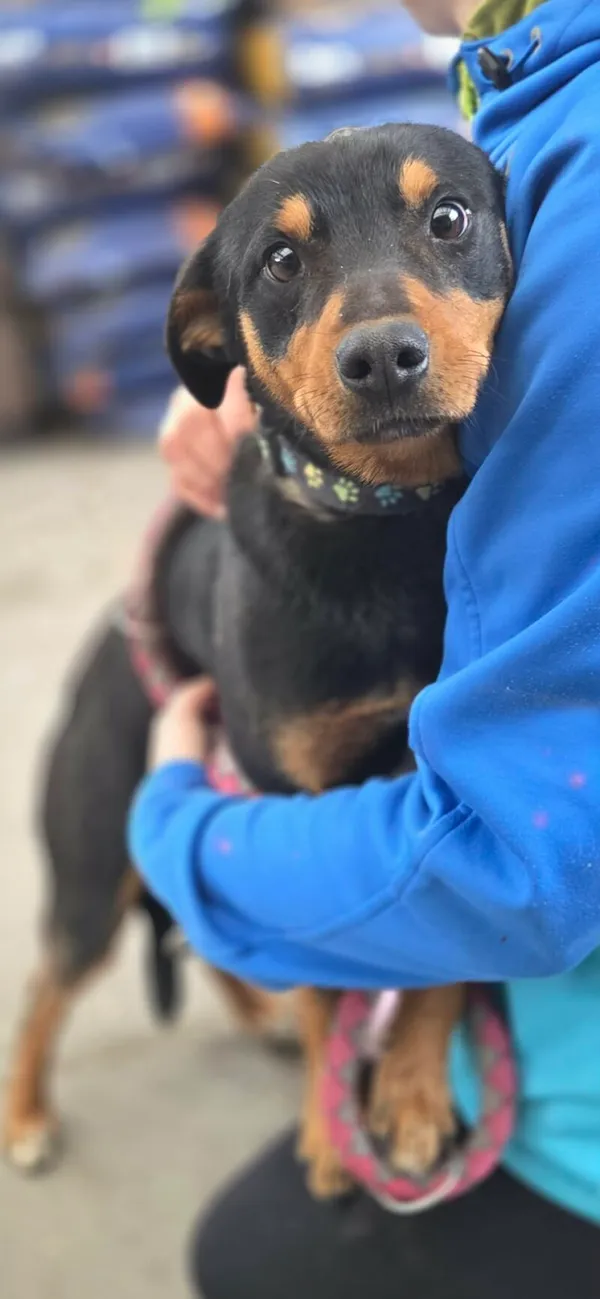 Pies do adopcji, Zgierz, 7 kwietnia 2026 (2/4)