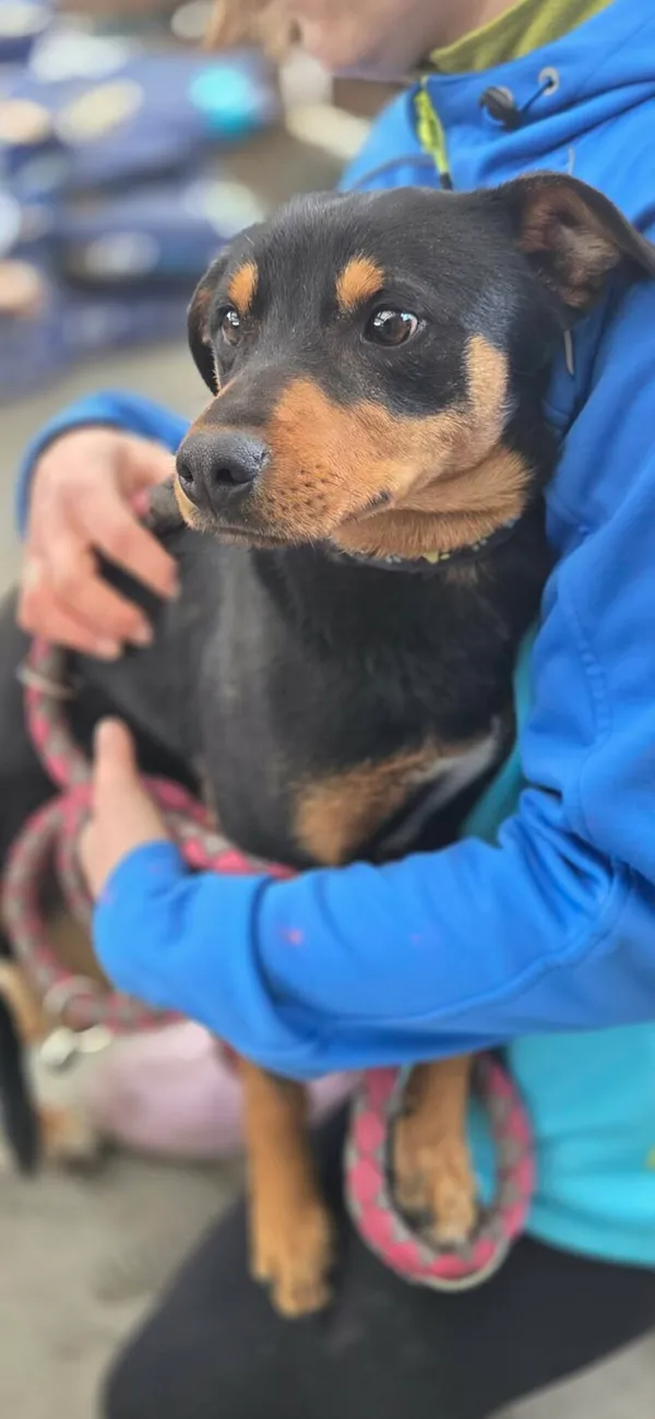 Pies do adopcji, Zgierz, 7 kwietnia 2026 (3/4)