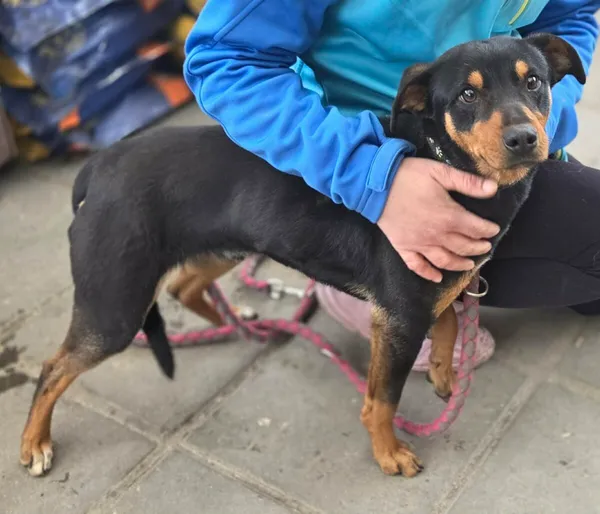 Pies do adopcji, Zgierz, 7 kwietnia 2026 (4/4)