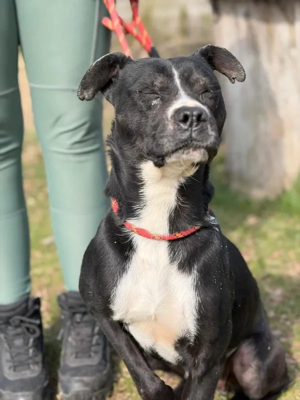 Pies do adopcji, Bełchatów, 26 lutego 2026 (1/5)