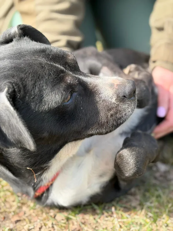 Pies do adopcji, Bełchatów, 26 lutego 2026 (3/5)