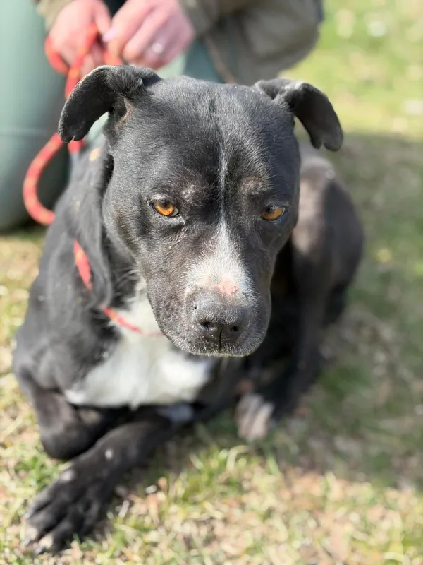 Pies do adopcji, Bełchatów, 26 lutego 2026 (4/5)