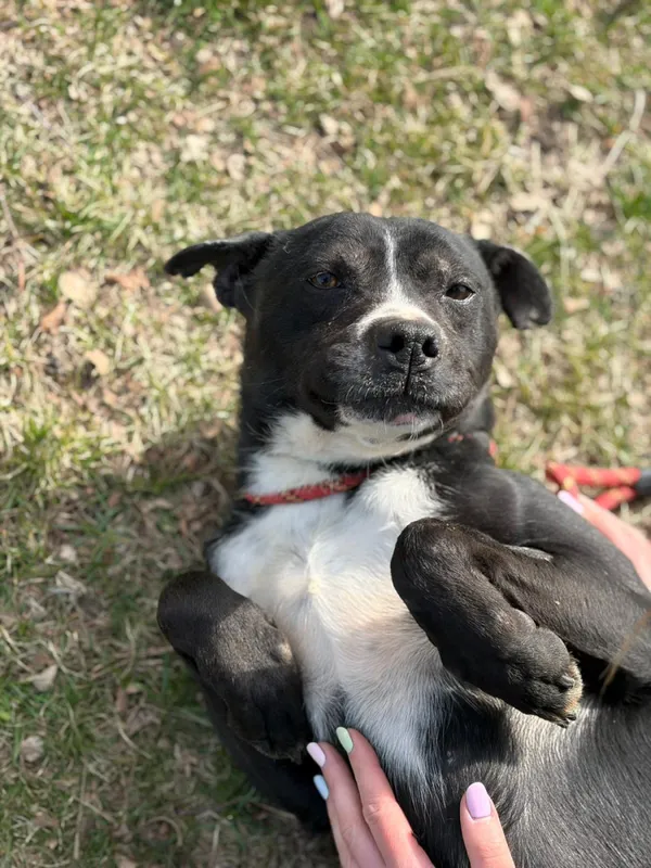 Pies do adopcji, Bełchatów, 26 lutego 2026 (5/5)