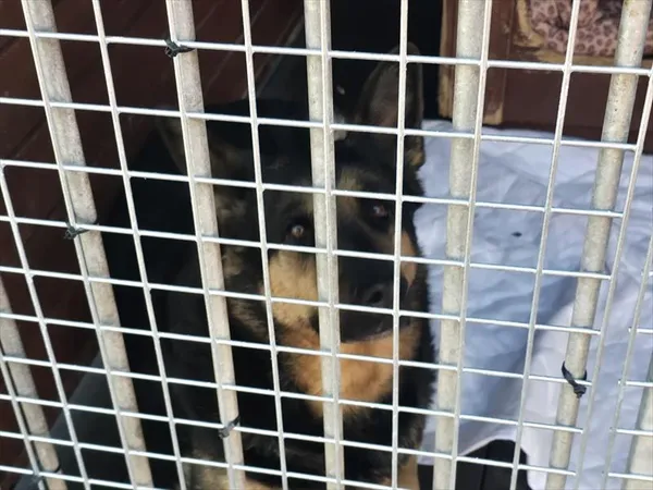 Pies do adopcji, Gorzów Wielkopolski, 7 kwietnia 2026