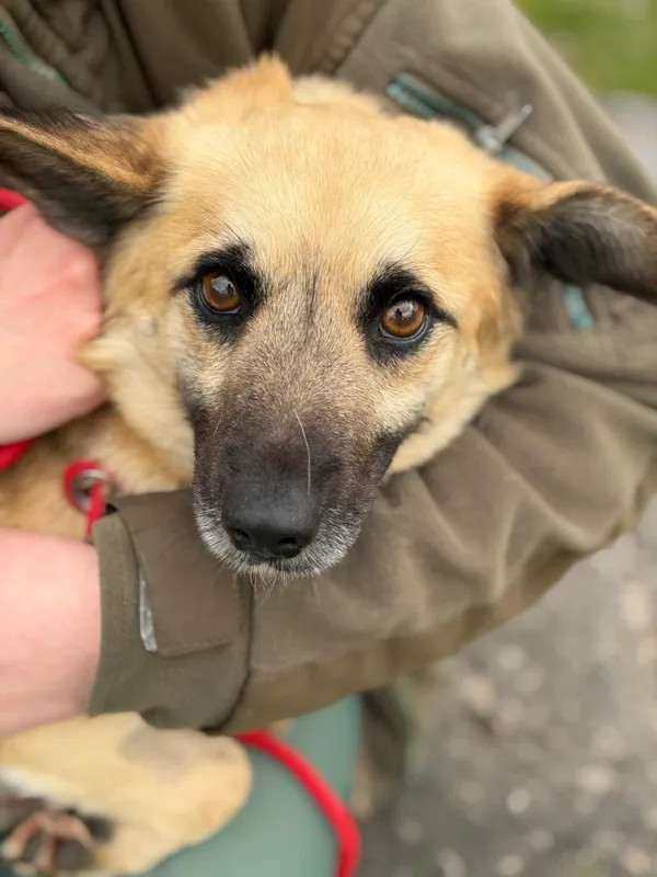 Pies do adopcji, Bełchatów, 16 marca 2026 (3/5)