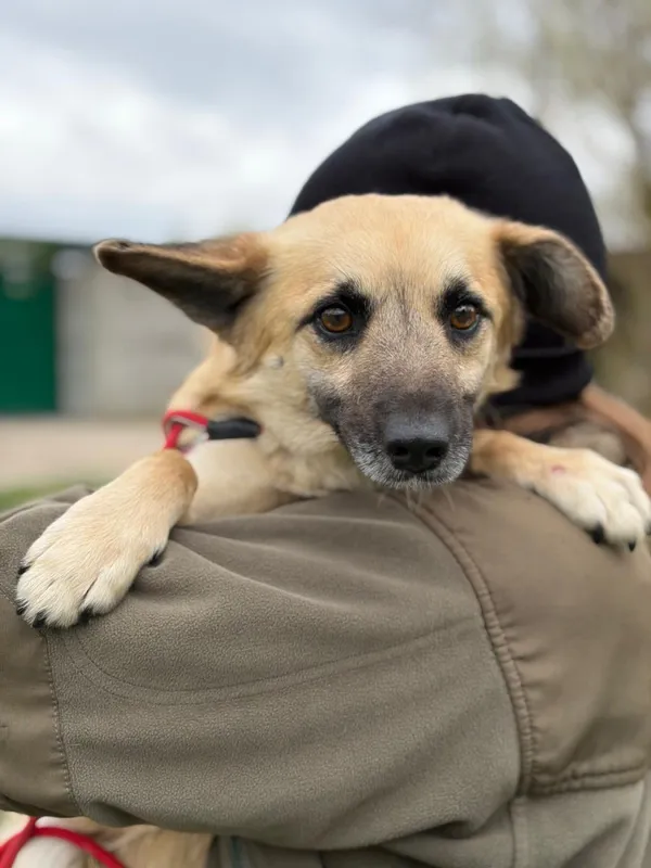 Pies do adopcji, Bełchatów, 16 marca 2026 (5/5)