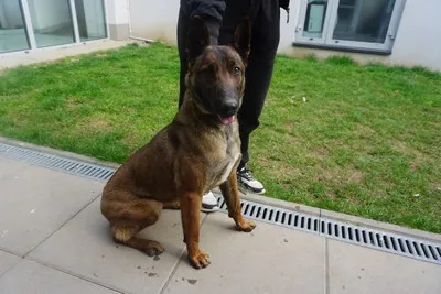 Pies do adopcji, Kraków, 24 marca 2026