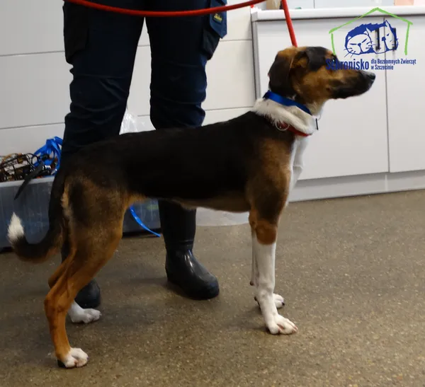 Znaleziono psa, Szczecin, 5 kwietnia 2026 (1/2)