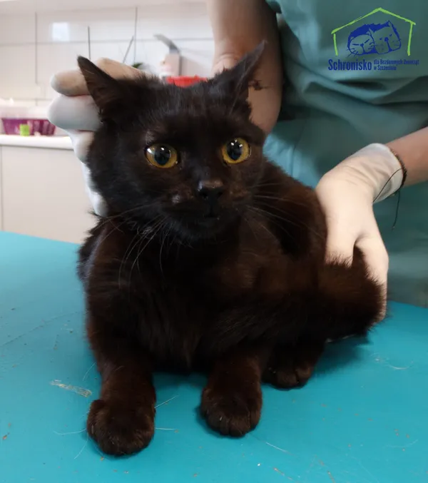 Znaleziono kota, Szczecin, 7 kwietnia 2026