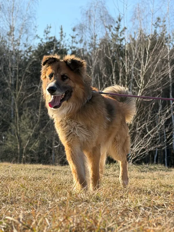 Pies do adopcji, Pieczyska, 7 kwietnia 2026 (4/5)