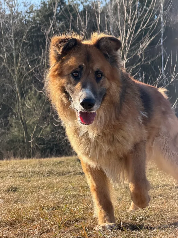 Pies do adopcji, Pieczyska, 7 kwietnia 2026 (5/5)