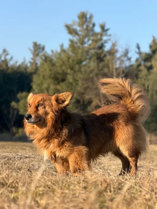 Pies do adopcji, Pieczyska, 7 kwietnia 2026 (2/5)