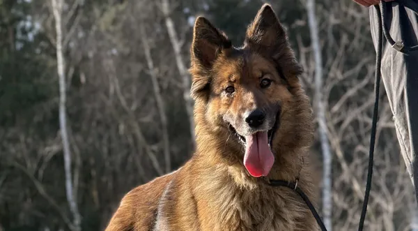 Pies do adopcji, Pieczyska, 7 kwietnia 2026 (1/5)