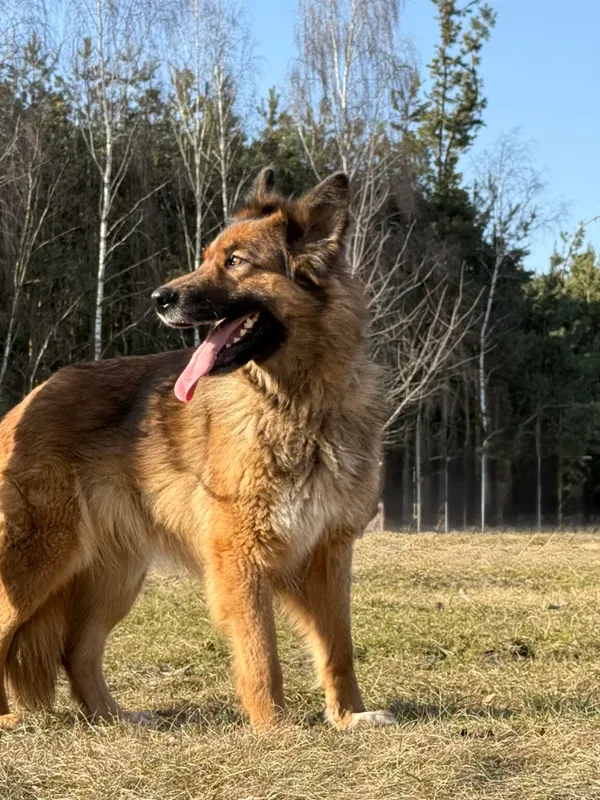 Pies do adopcji, Pieczyska, 7 kwietnia 2026 (4/5)