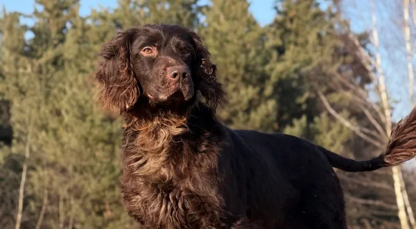 Pies do adopcji, Pieczyska, 7 kwietnia 2026 (1/5)