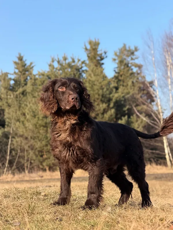 Pies do adopcji, Pieczyska, 7 kwietnia 2026 (3/5)