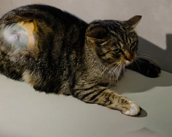 Znaleziono kota, Sosnowiec, 3 marca 2026 (1/3)