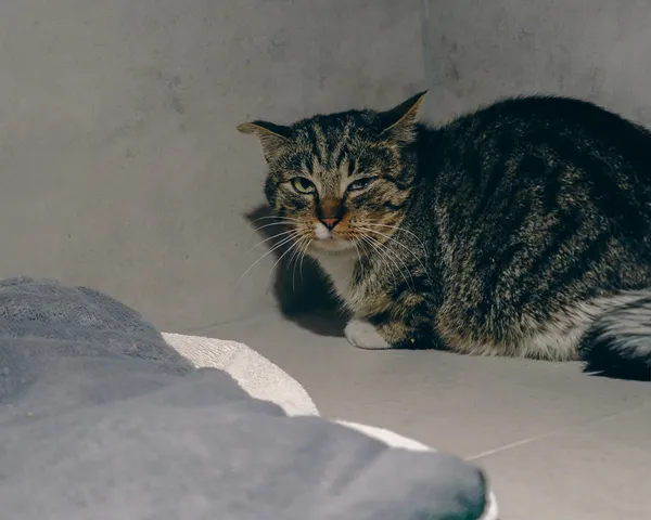 Znaleziono kota, Sosnowiec, 3 marca 2026 (2/3)