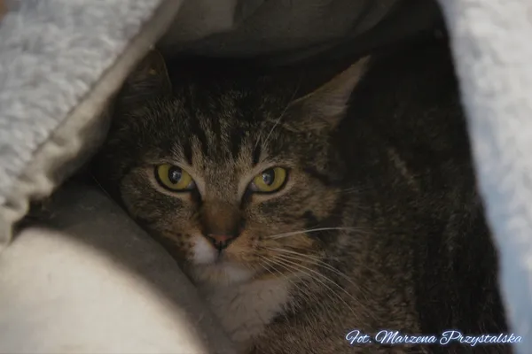 Znaleziono kota, Sosnowiec, 3 marca 2026 (3/3)