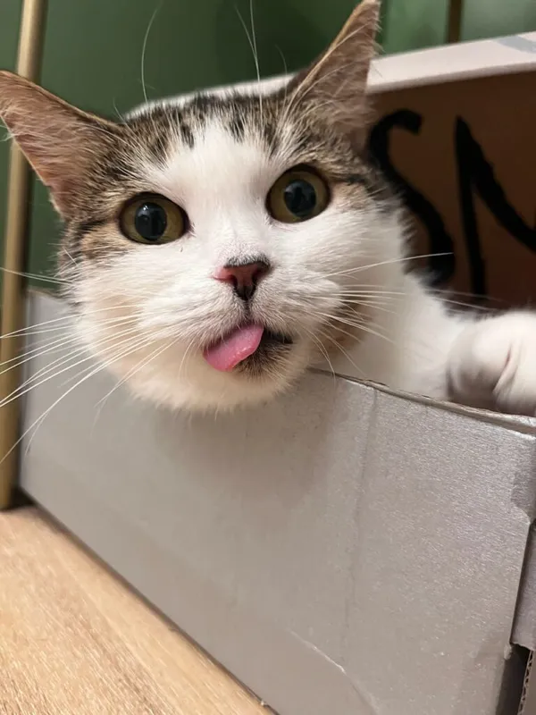 Kot do adopcji, Korabiewice, 15 maja 2025 (1/5)