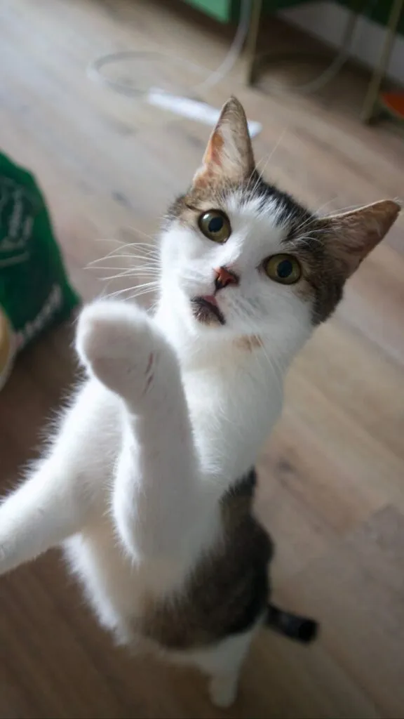 Kot do adopcji, Korabiewice, 15 maja 2025 (2/5)