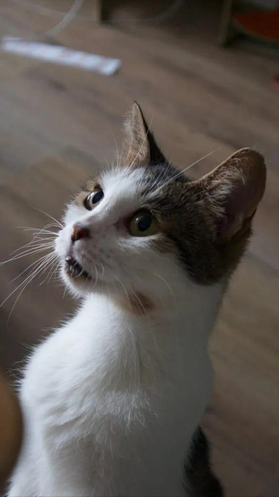 Kot do adopcji, Korabiewice, 15 maja 2025 (3/5)