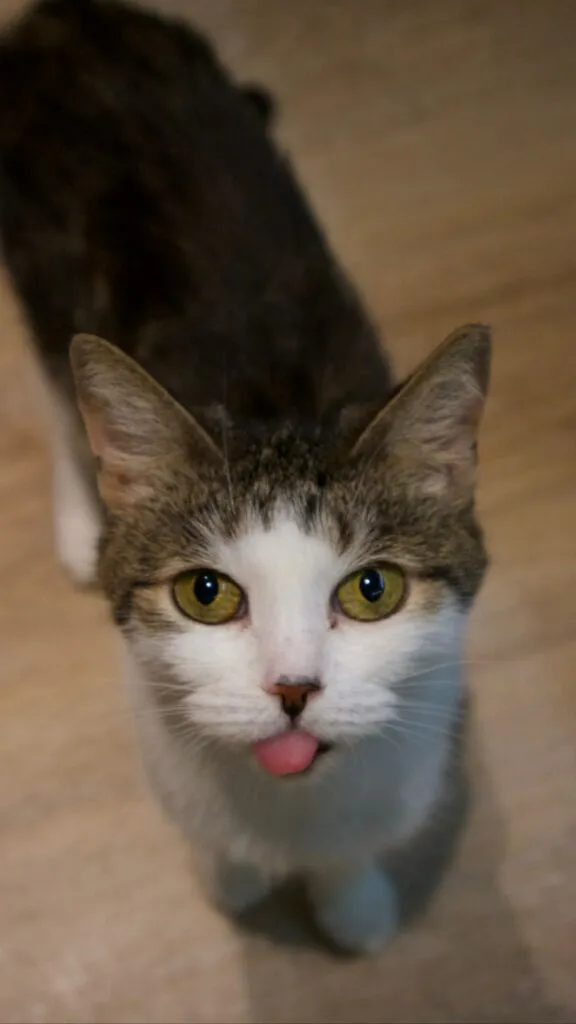 Kot do adopcji, Korabiewice, 15 maja 2025 (4/5)