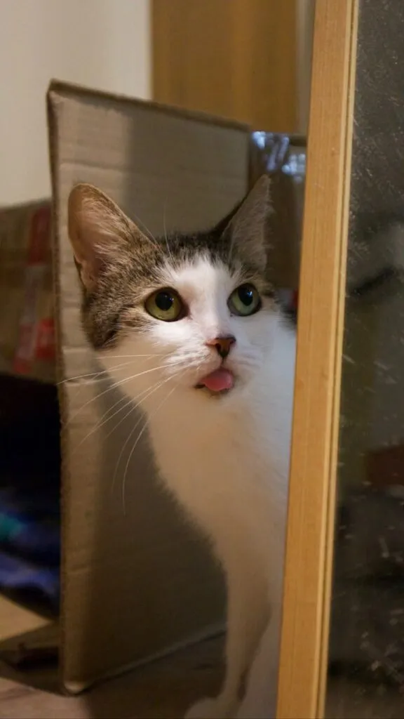 Kot do adopcji, Korabiewice, 15 maja 2025 (5/5)