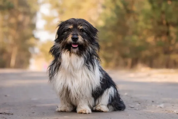 Pies do adopcji, Nowodwór, 7 kwietnia 2026 (1/5)