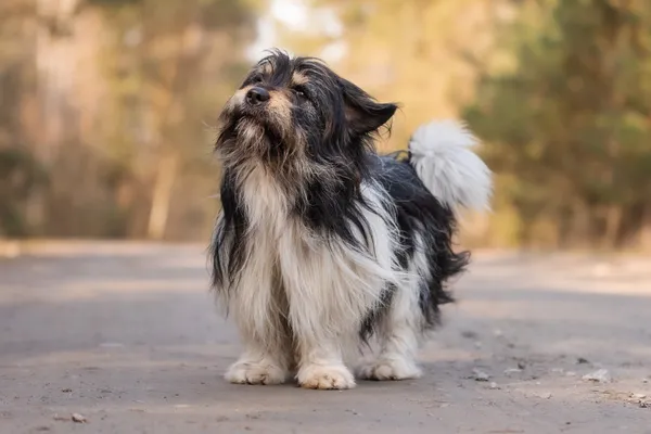 Pies do adopcji, Nowodwór, 7 kwietnia 2026 (2/5)