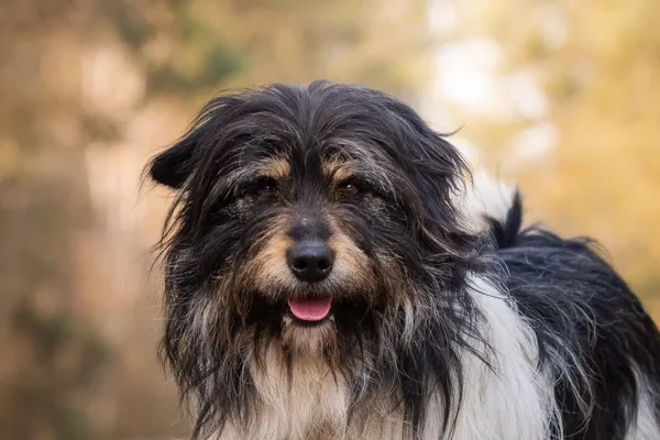 Pies do adopcji, Nowodwór, 7 kwietnia 2026 (3/5)