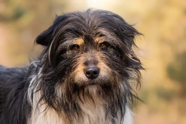 Pies do adopcji, Nowodwór, 7 kwietnia 2026 (5/5)