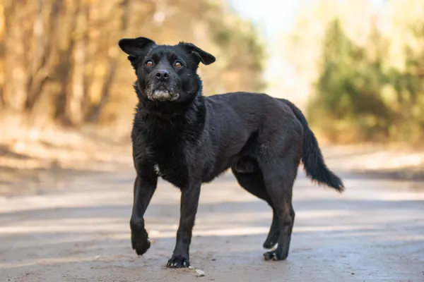 Pies do adopcji, Nowodwór, 7 kwietnia 2026 (1/5)