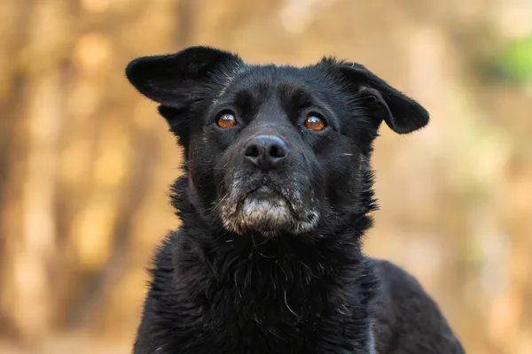 Pies do adopcji, Nowodwór, 7 kwietnia 2026 (3/5)