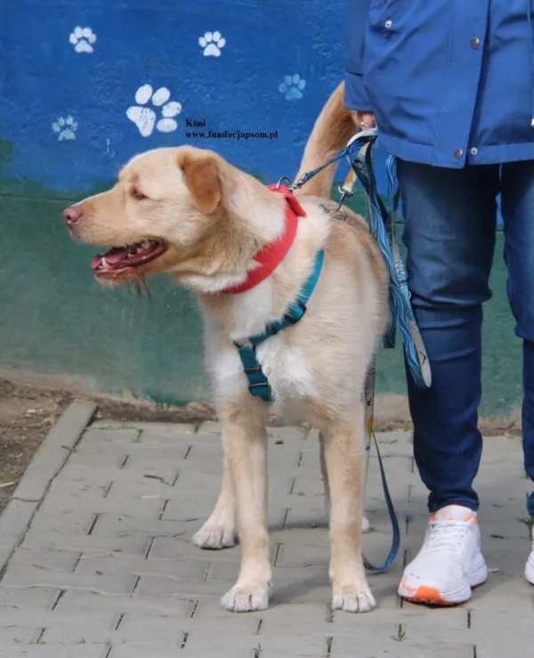 Pies do adopcji, Nowy Dwór Mazowiecki, 8 kwietnia 2026 (4/5)