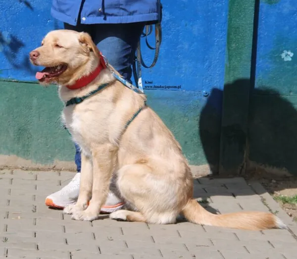 Pies do adopcji, Nowy Dwór Mazowiecki, 8 kwietnia 2026 (5/5)