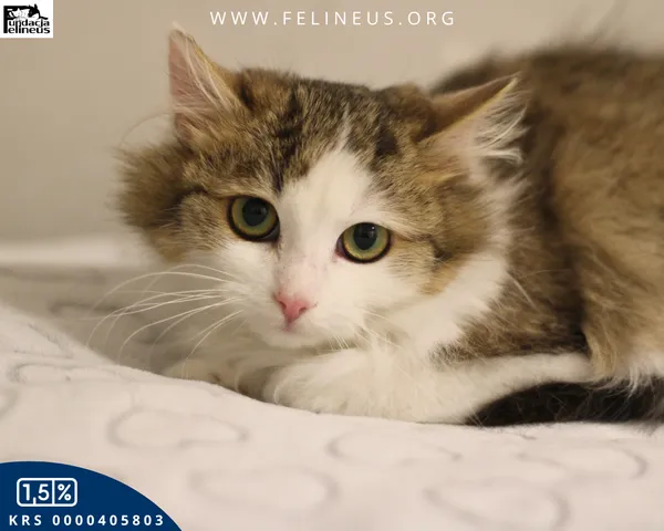 Kot do adopcji, Kielnarowa, 8 kwietnia 2026 (1/4)