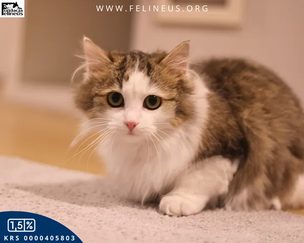 Kot do adopcji, Kielnarowa, 8 kwietnia 2026 (2/4)