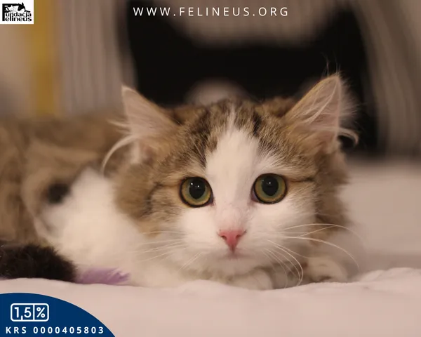 Kot do adopcji, Kielnarowa, 8 kwietnia 2026 (3/4)