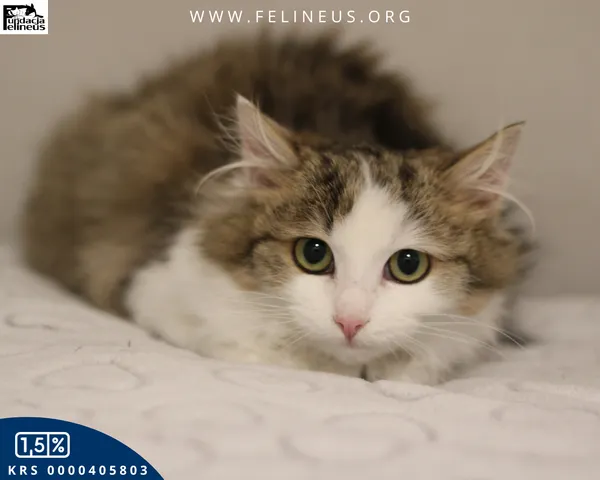 Kot do adopcji, Kielnarowa, 8 kwietnia 2026 (4/4)