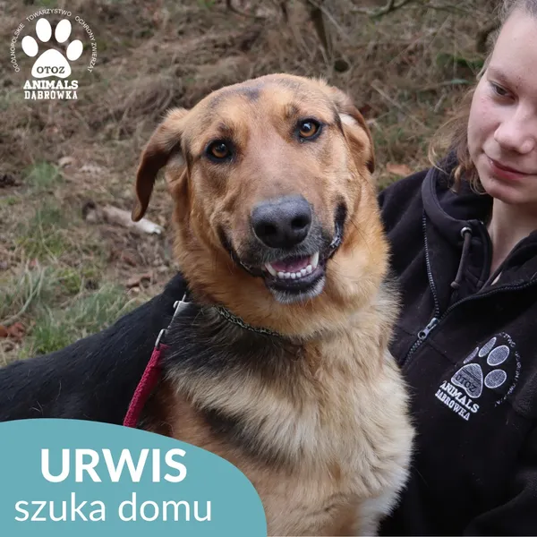 Pies do adopcji, Dąbrówka, 7 kwietnia 2026 (1/4)