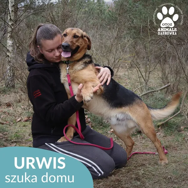 Pies do adopcji, Dąbrówka, 7 kwietnia 2026 (2/4)