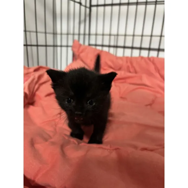 Znaleziono kota, Białystok, 7 kwietnia 2026