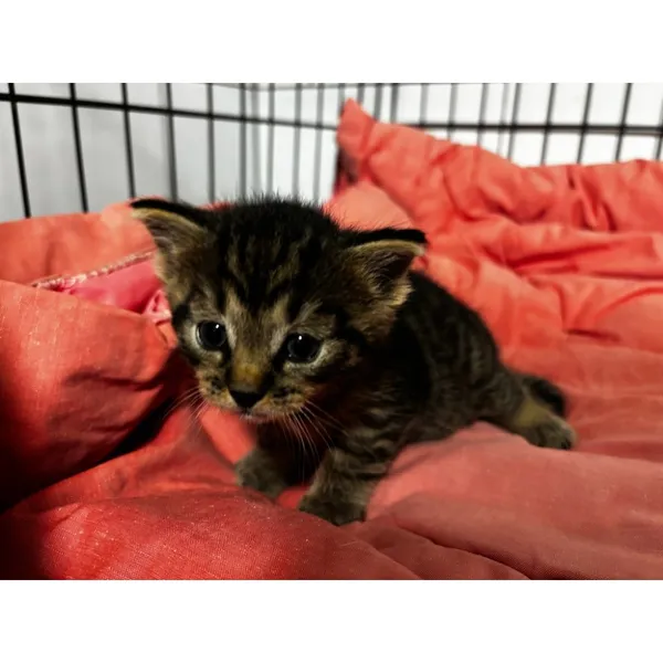 Znaleziono kota, Białystok, 7 kwietnia 2026