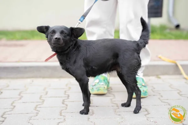 Znaleziono psa, Skałowo, 8 kwietnia 2026 (1/4)