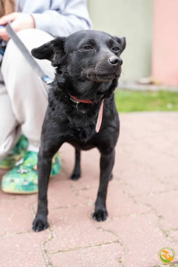 Znaleziono psa, Skałowo, 8 kwietnia 2026 (3/4)