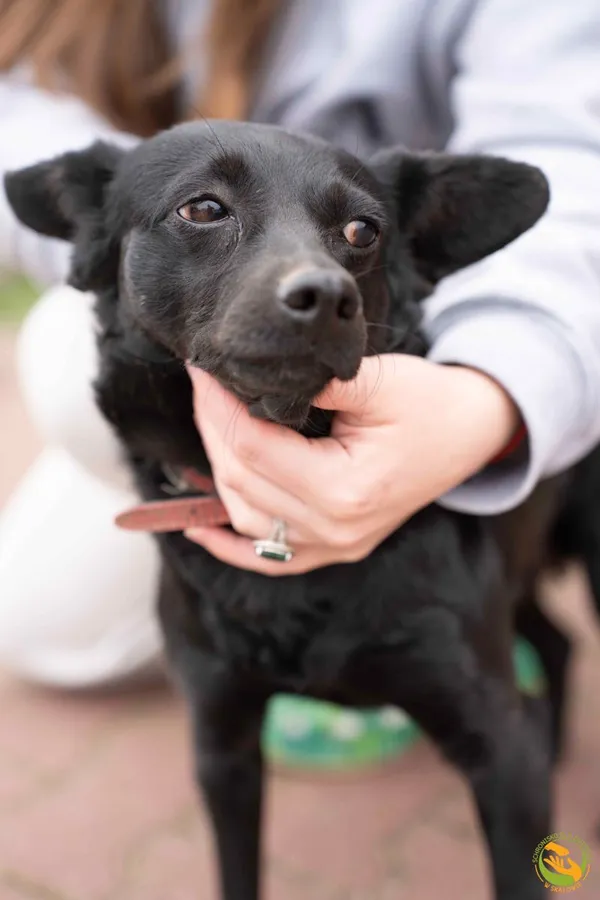 Znaleziono psa, Skałowo, 8 kwietnia 2026 (4/4)